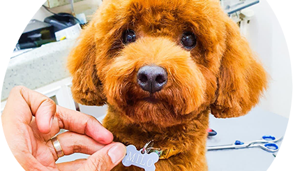 The Ultimate Guide To Pet Grooming Services